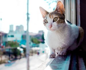 Rosin Tiergesundheit Fenstersturz Katze