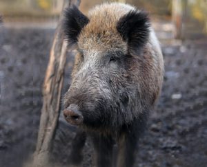 Rosin Tiergesundheit - Wildschweinbegegnung