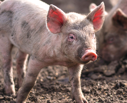Rosin Tiergesundheit - Afrikanische Schweinepest – eine Bedrohung für Deutschlands Schweinebestände