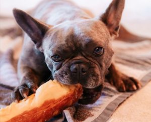 Rosin Tiergesundheit - Juckreiz und Durchfall – Futtermittelallergie bei Hunden und Katzen