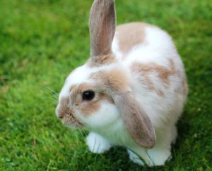 Rosin Tiergesundheit - Myiasis – Gefährlicher Befall mit Fliegenmaden beim Kaninchen