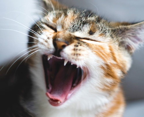 Rosin Tiergesundheit - Blog - FORL – keine Seltenheit bei der Katze