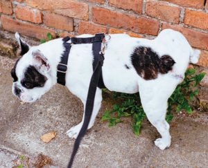 Rosin Tiergesundheit - Blog - Blasensteine beim Hund