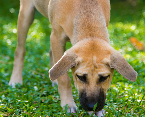 Rosin Tiergesundheit - Blog - Hunde Gras fressen
