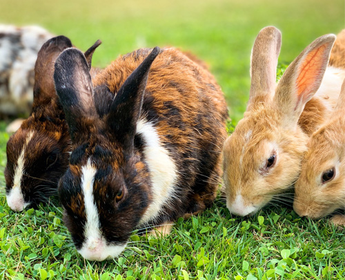 Rosin Tiergesundheit - Blog - Kaninchenhaltung