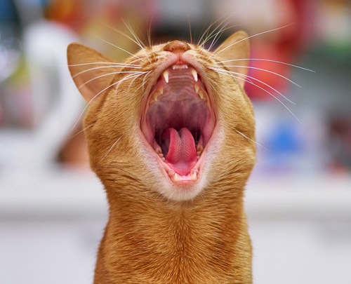 Blog um das Thema folgen des Zahnbelags bei Hunden und Katzen von Rosin Tiergesundheit.