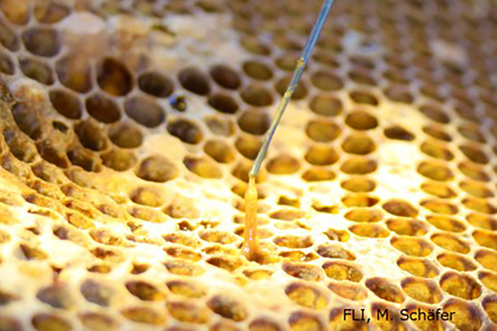 Blog um das Thema Amerikanische Faulbrut der Honigbiene