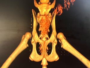 23-10-blog-rosin-tiergesundheit-hd-osteochondrodysplasie-der-scottish-fold-katzen-dvt-4